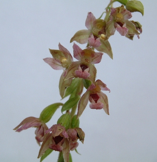 Epipactis helleborine